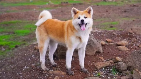 Tổng quan về giống chó Akita là gì? 