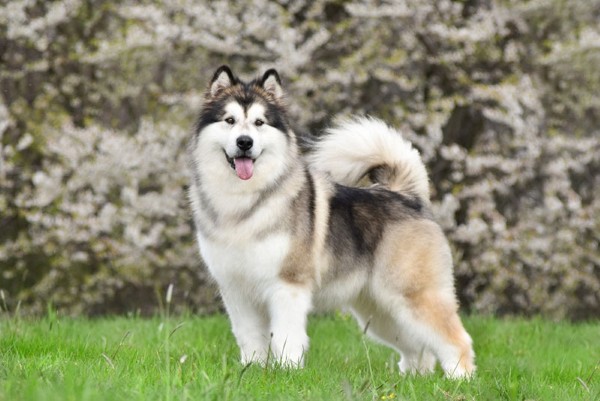 Đặc điểm hình thể nổi bật của chó Alaska
