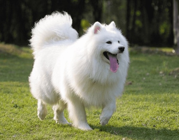 So sánh Alaska lông trắng với Samoyed