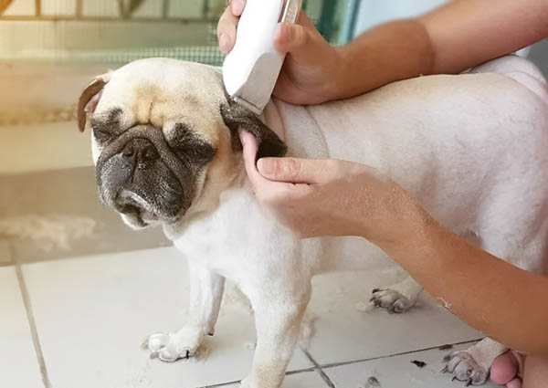 Hướng dẫn chăm sóc chó Pug toàn diện