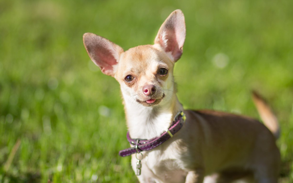 Nguồn gốc và lịch sử hình thành giống chó Chihuahua