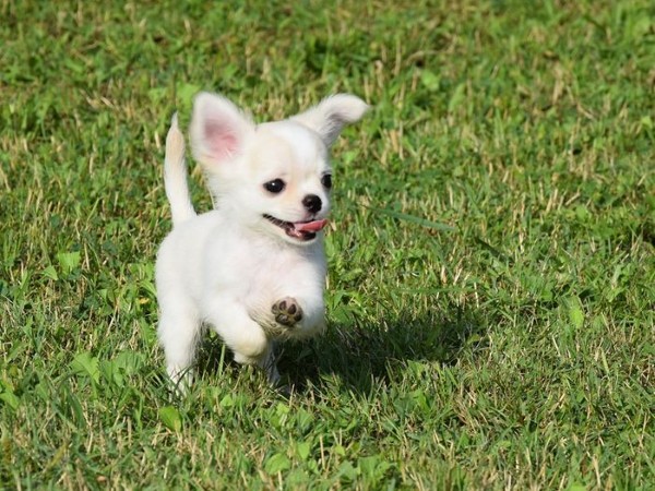 Đặc điểm ngoại hình nổi bật của chó Chihuahua
