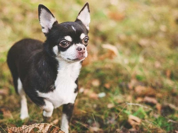 Khuôn mặt và các đặc điểm nhận diện đặc trưng chó Chihuahua