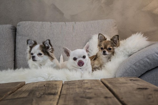 Tính cách điển hình và hành vi xã hội của chó Chihuahua