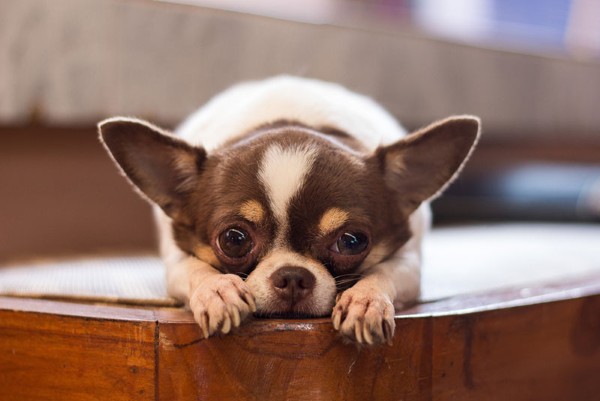 Hướng dẫn nuôi và chăm sóc chó Chihuahua khoa học