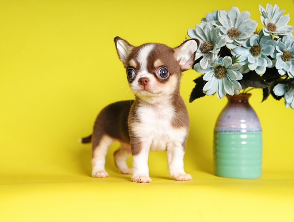 Giá bán và thị trường chó Chihuahua tại Việt Nam