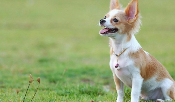 Sức khỏe và tuổi thọ của chó Chihuahua