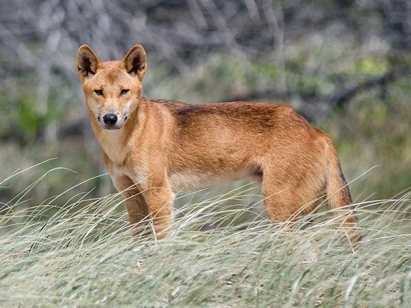 Hình ảnh chó Dingo Đông Dương thường xuất hiện trong các câu chuyện về lòng trung thành