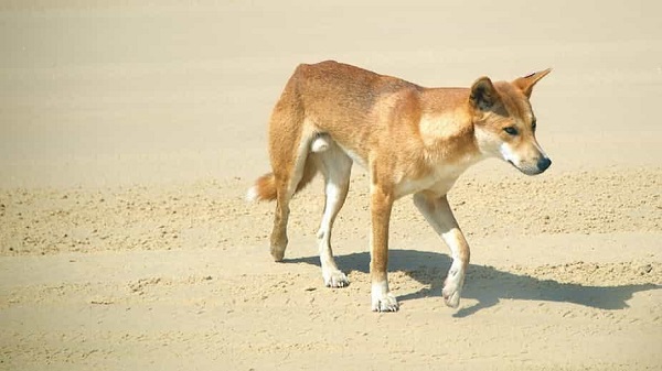 Đặc điểm ngoại hình và hành vi chó Dingo Đông Dương