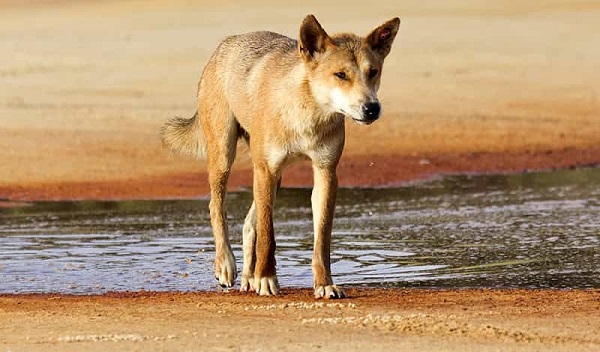 Chó Dingo Đông Dương còn đóng vai trò quan trọng trong đời sống của con người