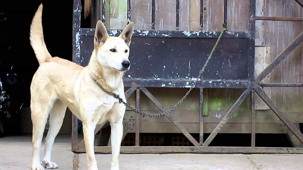 Hướng dẫn chăm sóc chó Dingo Đông Dương