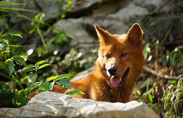 Giống chó Dingo Đông Dương là một phần của di sản văn hóa Việt Nam