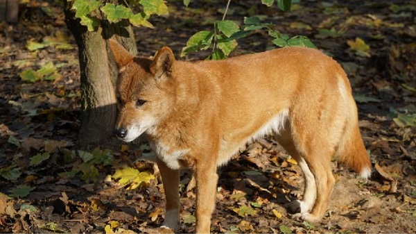 Giá bán chó Dingo Đông Dương trên thị trường