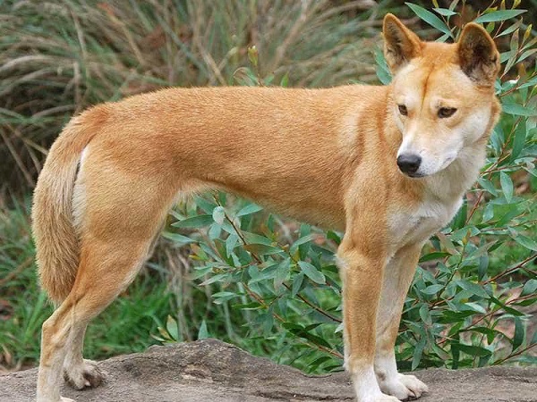 Chó Dingo Đông Dương là một giống chó bản địa sinh sống ở khu vực Đông Dương