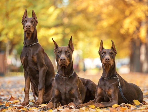 Nguồn gốc và lịch sử hào hùng của chó Doberman