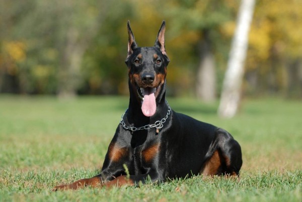 Đặc điểm và tính cách đáng ngưỡng mộ của chó Doberman