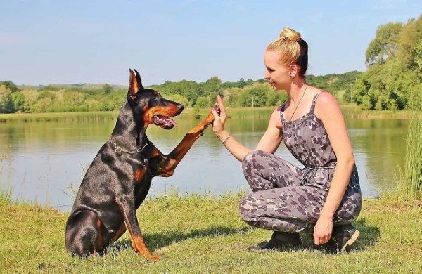 Bí quyết chăm sóc và nuôi dạy chó Doberman hiệu quả