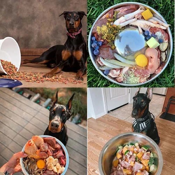 Chế độ dinh dưỡng khoa học cho chó Doberman