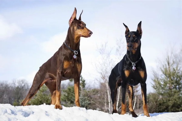 Thị trường chó Doberman tại Việt Nam: Giá cả và tiêu chí chọn mua