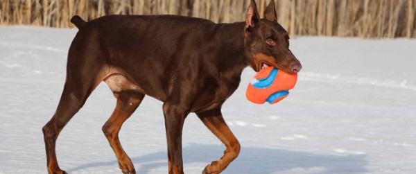 Giải đáp những hiểu lầm về chó Doberman