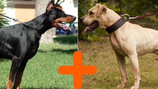So sánh chó Doberman với các giống chó canh gác khác