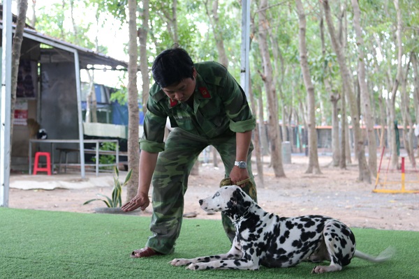 Chó đốm trong quân đội