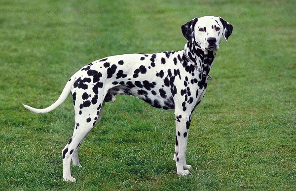 Chó đốm, hay còn gọi là chó Dalmatian