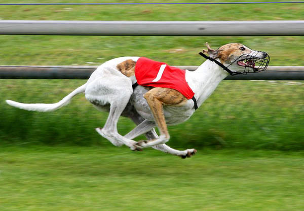 Khả năng vận động và tốc độ ngoại hạng của chó Greyhound