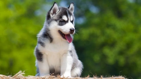 Đặc điểm nhận dạng chó husky