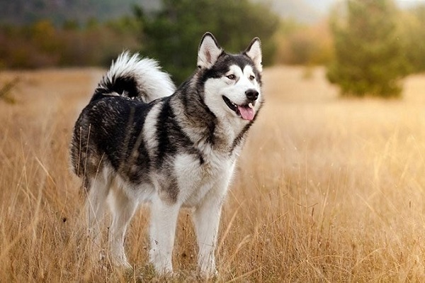 Husky là giống chó năng động