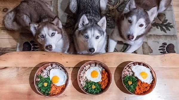 Cách chăm sóc chó husky toàn diện
