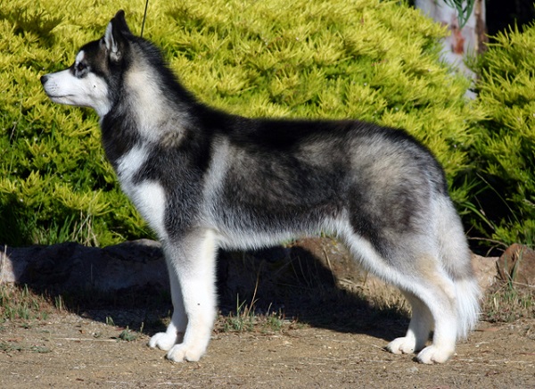 Siberian Husky (giống chuẩn)