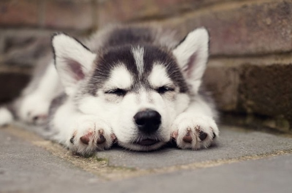 Sức khỏe và các vấn đề thường gặp ở husky