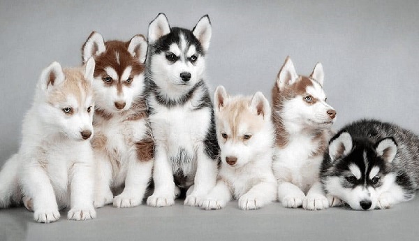 Mua chó husky: hướng dẫn lựa chọn và giá bán