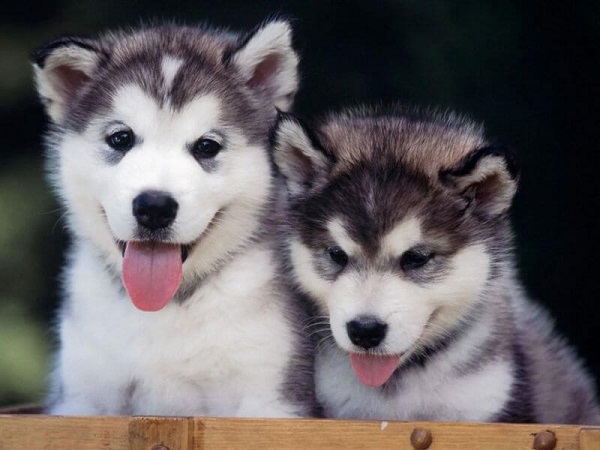 Một chú chó Husky thuần chủng tại Việt Nam có giá dao động từ 12 đến 25 triệu đồng