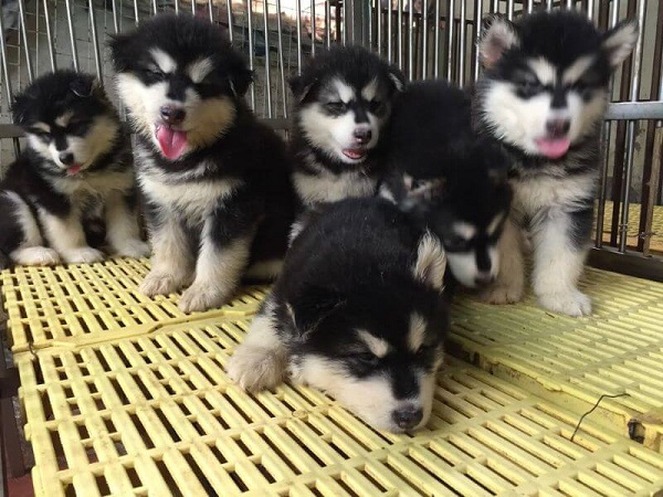 Những rủi ro tiềm ẩn khi mua chó Husky giá rẻ