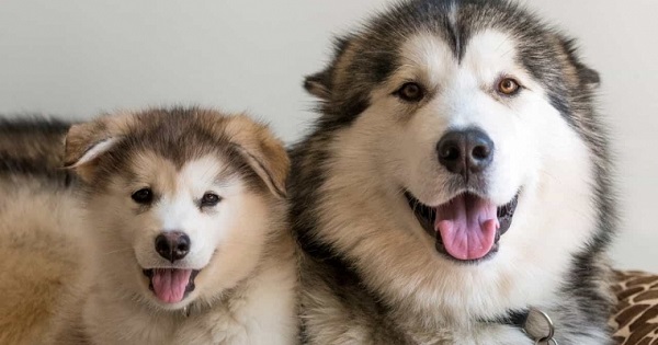 Cách phân biệt chó Husky thuần chủng và chó lai giá rẻ