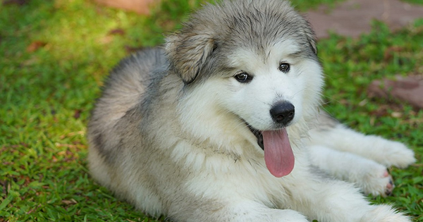 Có nên mua chó Husky dưới 1 triệu?