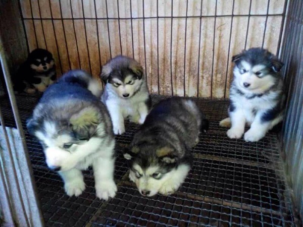 Hướng dẫn kiểm tra chất lượng và người bán chó Husky