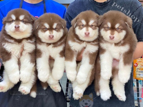 Chó được rao bán với giá rẻ bất thường là chó Husky lai, hoặc chó con chỉ mới 1-2 tháng