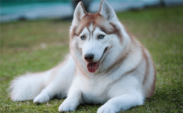 Giống chó Husky
