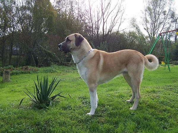 Lịch sử của chó Kangal bắt nguồn từ hơn 4.000 năm trước tại vùng Cao nguyên Anatolia