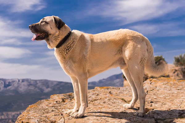 Ngoại hình của chó Kangal toát lên vẻ uy nghi, mạnh mẽ