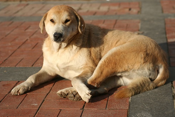 Mặt nạ đen và tai cụp là hai đặc điểm nhận diện chó Kangal