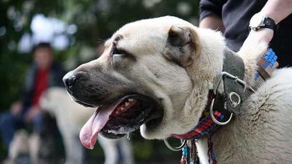Chó Kangal nổi tiếng với lòng trung thành tuyệt đối