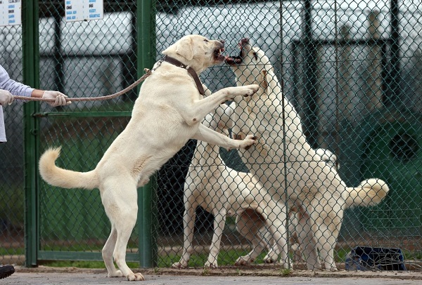 Kangal trở thành một giống chó hữu ích với nhiều vai trò