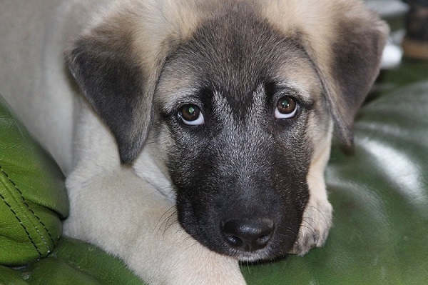 Điều kiện nuôi, sức khỏe và tuổi thọ cho Kangal