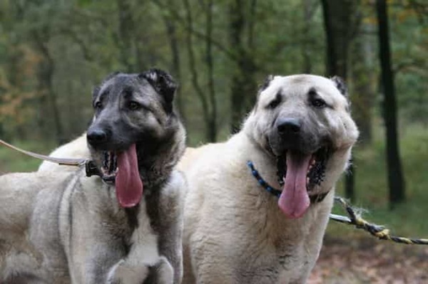 Lợi thế khi nuôi giống chó Kangal