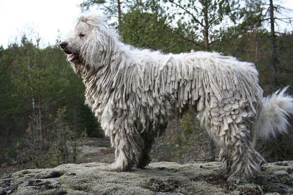 Nguồn gốc và bối cảnh lịch sử Chó Komondor