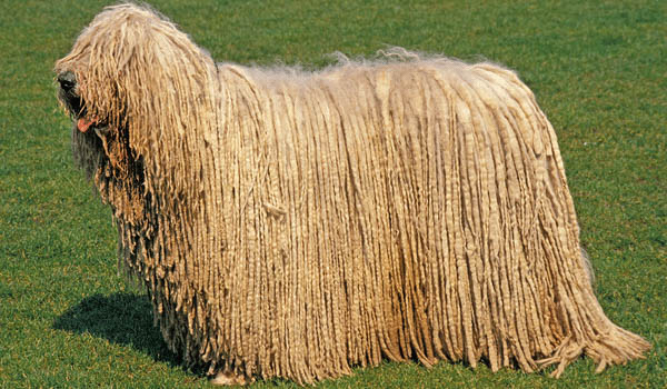 Ngoại hình đặc trưng của Chó Komondor